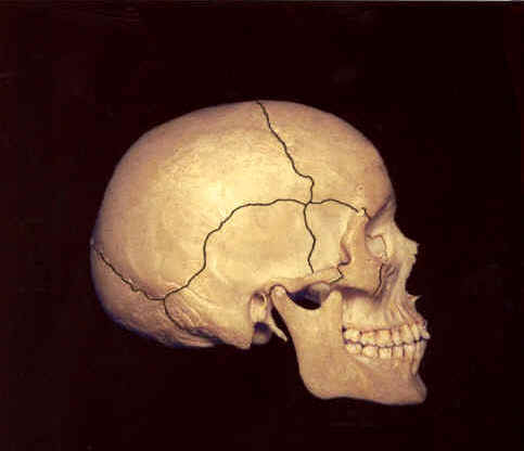 Cranial bones Cranial bones